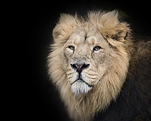 Image showing Lion