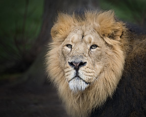 Image showing Lion