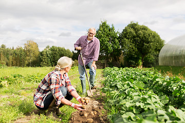 Image showing senior couple planting potatoes at garden or farm