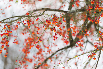 Image showing spindle or euonymus branch with fruits in winter