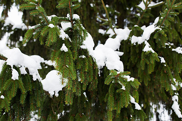 Image showing fir branch and snow in winter forest