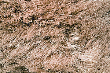 Image showing Rough fur