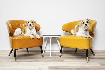 Image showing two little dogs sitting on armchairs