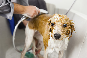 Image showing bathing a cute dog