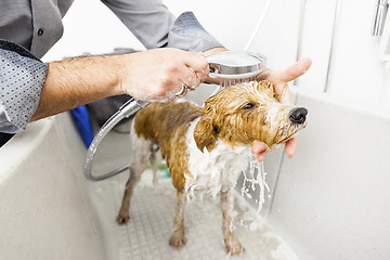 Image showing bathing a cute dog