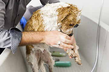 Image showing bathing a cute dog