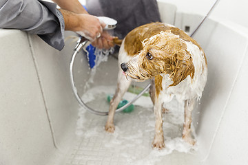 Image showing bathing a cute dog