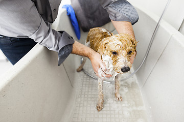 Image showing bathing a cute dog