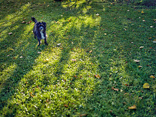 Image showing little dog in green meadow