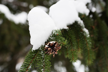 Image showing fir branch with snow and cone in winter forest