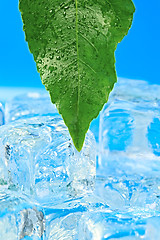 Image showing Leaf and ice