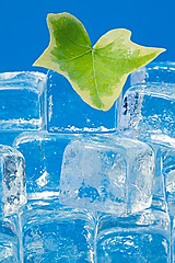 Image showing Ivy leaf and ice