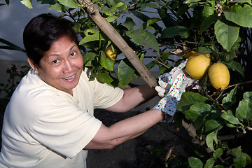 Image showing Picking lemons