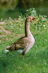 Image showing Grey Goose on the Grass