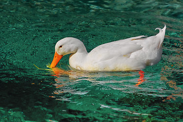 Image showing White Duck on the Pond