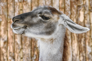 Image showing Portrait of Llama