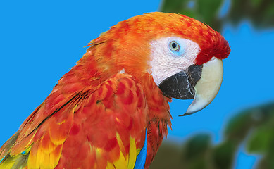 Image showing The Macaw Parrot