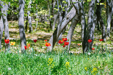 Image showing Tulips in the Forest