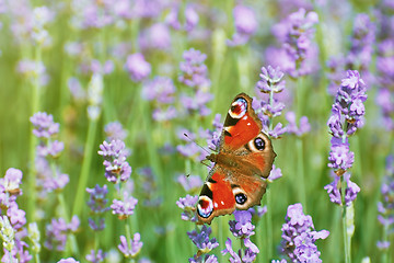 Image showing Peacock Butterfly on Lavender 