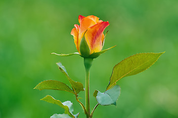 Image showing Rose Flower over Green