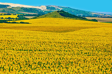 Image showing Bulgarian Sunflowers Field
