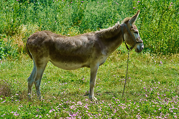 Image showing Brown Donkey on Pasture