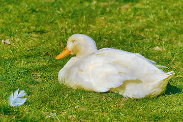 Image showing Duck on the Grass