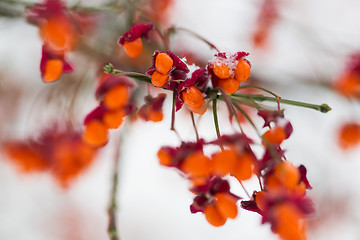 Image showing spindle or euonymus branch with fruits in winter