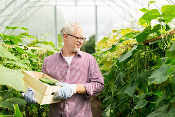 Image showing old man picking cucumbers up at farm greenhouse