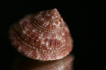 Image showing Seashell