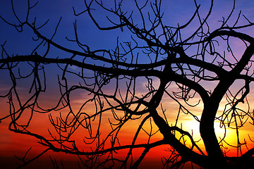 Image showing Fig at sunset