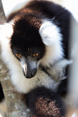 Image showing Black-and-white ruffed lemur (Varecia variegata subcincta)