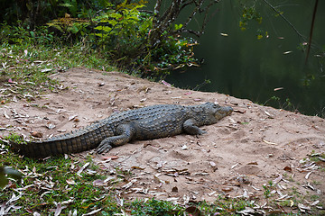 Image showing Madagascar Crocodile, Crocodylus niloticus