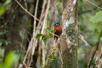 Image showing Madagascar Paradise-flycatcher, Terpsiphone mutata