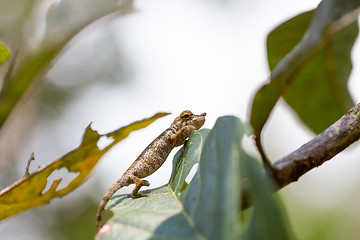 Image showing Nose-horned Chameleon (Calumma nasutum)