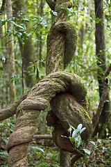 Image showing overgrown with creeper to a tree