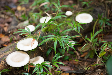 Image showing mushroom on the trunk in madagascar rainforest