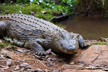 Image showing Madagascar Crocodile, Crocodylus niloticus