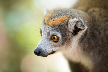 Image showing crowned lemur Ankarana National Park