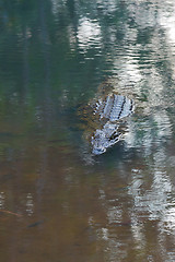 Image showing Madagascar Crocodile, Crocodylus niloticus