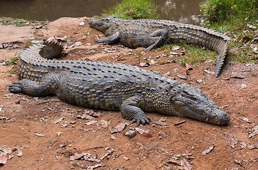 Image showing Madagascar Crocodile, Crocodylus niloticus