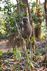 Image showing Eastern lesser bamboo lemur (Hapalemur griseus)