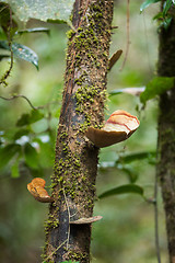 Image showing mushroom on the trunk in madagascar rainforest