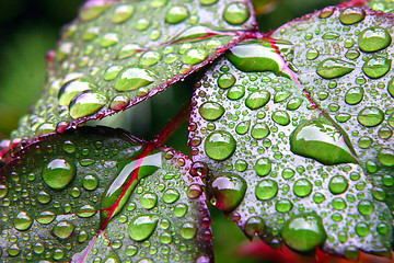 Image showing Green dew wet leaves