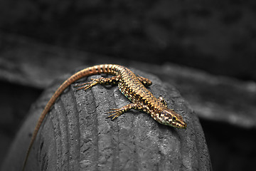 Image showing Lizard on a tyre