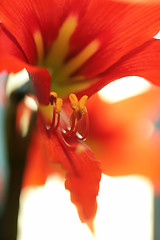 Image showing stamen of the red lily