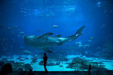 Image showing Fishes in aquarium