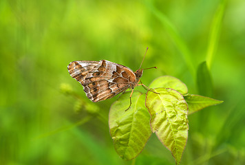 Image showing Variegated Fritillary (Euptoieta claudia)