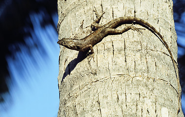 Image showing medium lizard in wild nature on palm tree