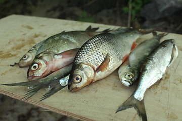 Image showing successful fishing